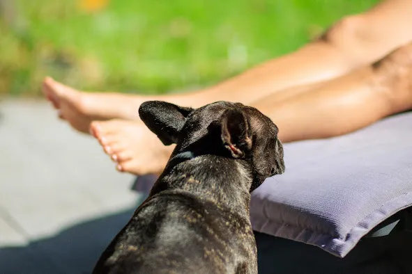 Un chien observe des jambes qui se prélassent au soleil.